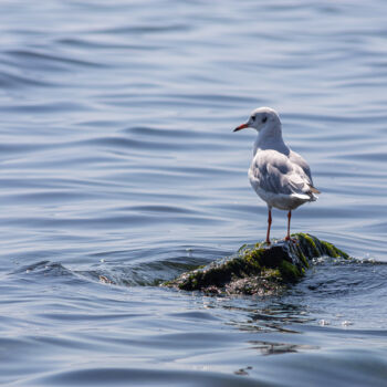 Fotografía titulada "Seagull standing on…" por Oleg Marchak, Obra de arte original, Fotografía no manipulada