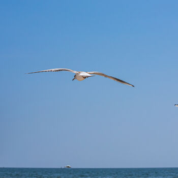 Fotografie mit dem Titel "Seagull flying in s…" von Oleg Marchak, Original-Kunstwerk, Nicht bearbeitete Fotografie