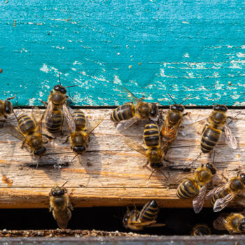 Photography titled "Honeybees entering…" by Oleg Marchak, Original Artwork, Non Manipulated Photography