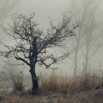 "Lonely tree in the…" başlıklı Fotoğraf Олег Сухенко tarafından, Orijinal sanat, Dijital Fotoğrafçılık