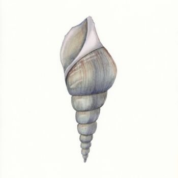绘画 标题为“Gray shell” 由Olena Zhylenko, 原创艺术品, 水彩
