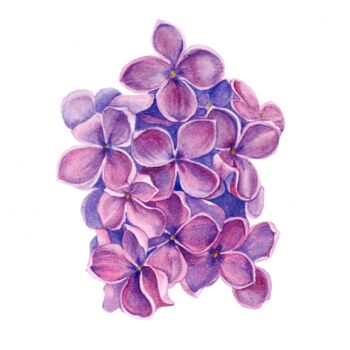 "Lilac flowers" başlıklı Tablo Olena Zhylenko tarafından, Orijinal sanat, Suluboya