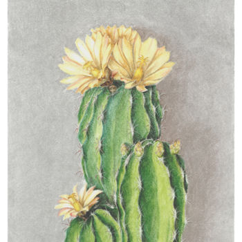 Dessin intitulée "Flowering Ferocactus" par Olga Shashok, Œuvre d'art originale, Pastel