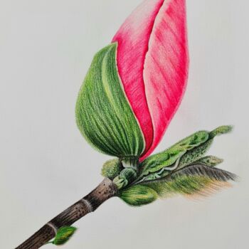 Pittura intitolato "Magnolia bud" da Olga Poruchikova, Opera d'arte originale, Matita