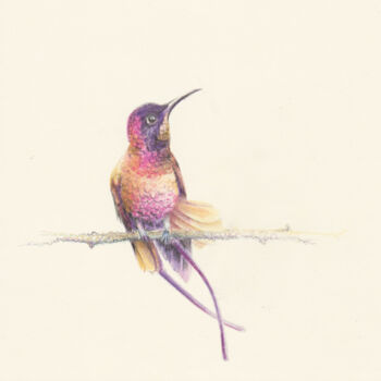 Рисунок под названием "056 Hummingbird" - Olga Trifonova, Подлинное произведение искусства, Карандаш
