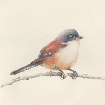 Zeichnungen mit dem Titel "43 Bird" von Olga Trifonova, Original-Kunstwerk, Bleistift