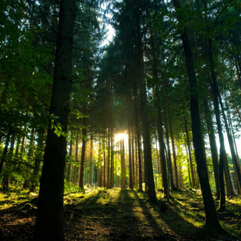 Fotografie mit dem Titel "Waldspaziergang 2" von Oliver Steiner, Original-Kunstwerk, Digitale Fotografie