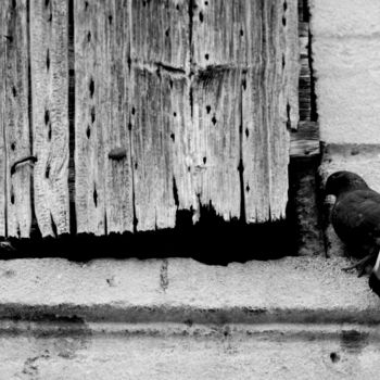 Photography titled "Le pigeon et le vol…" by Olivier Barré, Original Artwork, Digital Photography