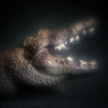 Photography titled "Bestiaire #2" by Olivier Pasquiers, Original Artwork, Non Manipulated Photography