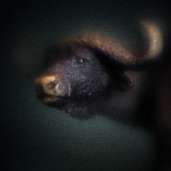 Photography titled "Bestiaire #3" by Olivier Pasquiers, Original Artwork, Non Manipulated Photography
