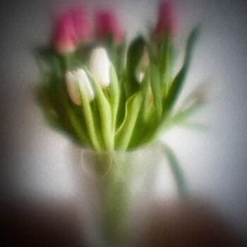 제목이 "Les tulipes"인 사진 Olivier Pasquiers로, 원작, 조작되지 않은 사진