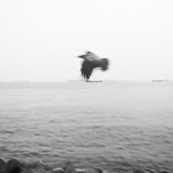 Photographie intitulée "Bird and Reefs" par Ömer Erdoğan, Œuvre d'art originale, Photographie numérique