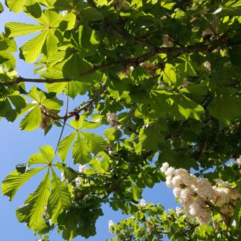 Photography titled "HAPPY SPRING TIME" by Omsurya Sandra Inti Ruphay, Original Artwork