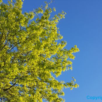 Photographie intitulée "LIME BLUE TREE" par Omsurya Sandra Inti Ruphay, Œuvre d'art originale