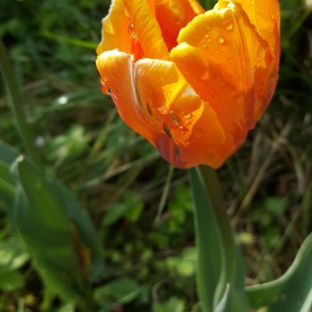 Fotografie mit dem Titel "TULPEN LICHT LIEBE…" von Omsurya Sandra Inti Ruphay, Original-Kunstwerk