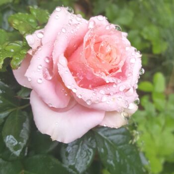 Fotografia intitulada "Pluie Perle Rose" por Omsurya Sandra Inti Ruphay, Obras de arte originais