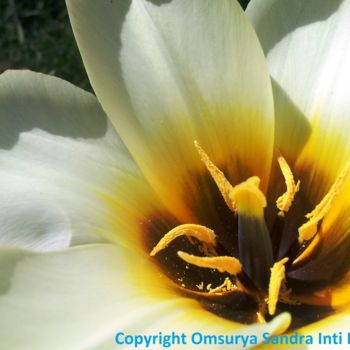 Photography titled "TULIPA 2018" by Omsurya Sandra Inti Ruphay, Original Artwork