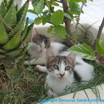 Fotografia intitolato "KATOUSS BEBES CHATS…" da Omsurya Sandra Inti Ruphay, Opera d'arte originale, Fotografia non manipolata