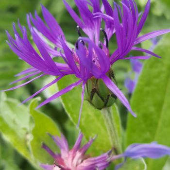 Fotografie mit dem Titel "PURPLE LOVE FLOWER" von Omsurya Sandra Inti Ruphay, Original-Kunstwerk, Nicht bearbeitete Fotograf…