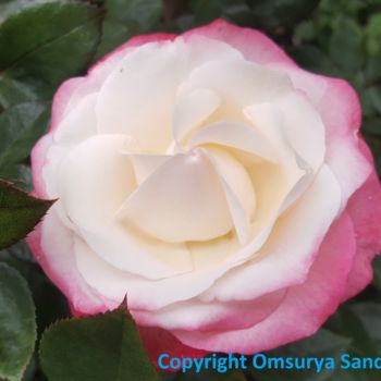 Photography titled "ROSE LUMIERE PERFEC…" by Omsurya Sandra Inti Ruphay, Original Artwork, Non Manipulated Photography