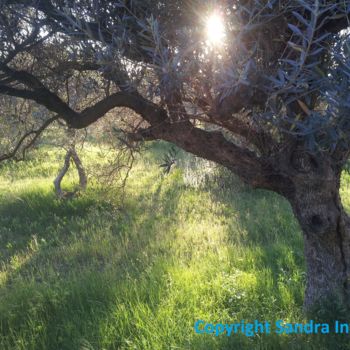 Φωτογραφία με τίτλο "OLIVIER PRINTEMPS S…" από Omsurya Sandra Inti Ruphay, Αυθεντικά έργα τέχνης