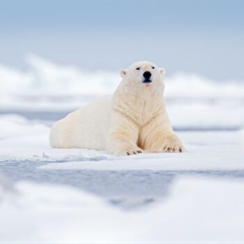 Fotografie getiteld "Arctic Scene" door Ondrej Prosicky, Origineel Kunstwerk, Digitale fotografie