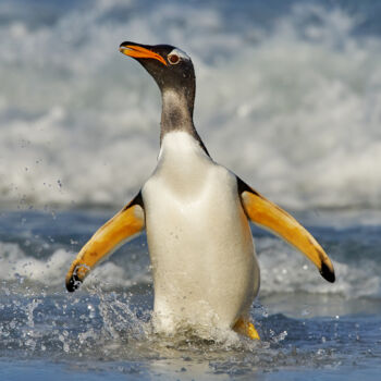 Photographie intitulée "Splashing Penguin" par Ondrej Prosicky, Œuvre d'art originale, Photographie numérique