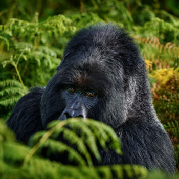 Fotografia intitolato "Gorilla Watching" da Ondrej Prosicky, Opera d'arte originale, Fotografia digitale