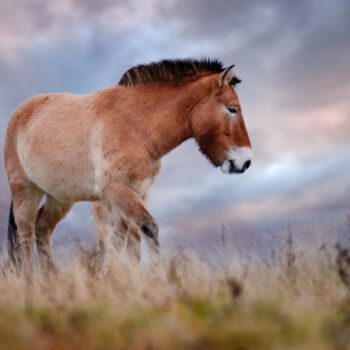 Fotografie getiteld "The horse of Mongol…" door Ondrej Prosicky, Origineel Kunstwerk, Digitale fotografie