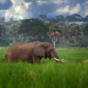 Photographie intitulée "Elephant in Murchis…" par Ondrej Prosicky, Œuvre d'art originale, Photographie numérique