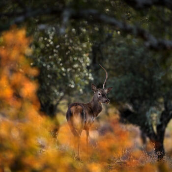 Photographie intitulée "Red Deer in Evening…" par Ondrej Prosicky, Œuvre d'art originale, Photographie numérique
