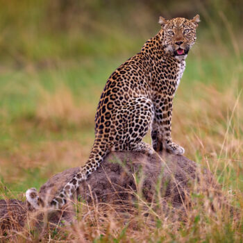 Fotografie getiteld "Leopard in Orange G…" door Ondrej Prosicky, Origineel Kunstwerk, Digitale fotografie