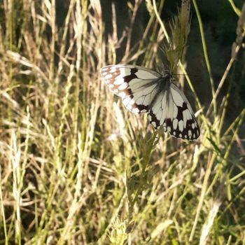 Fotografie mit dem Titel "Papillon" von Minnie House, Original-Kunstwerk, Digitale Fotografie