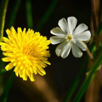 Fotografia intitolato "Simples fleurs de p…" da Alain Brasseur, Opera d'arte originale