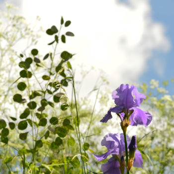 Photographie intitulée "Iris et monnaie du…" par Alain Brasseur, Œuvre d'art originale