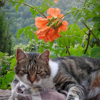 Photographie intitulée "Chat m'reprend!  n°…" par Alain Brasseur, Œuvre d'art originale