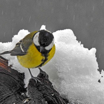 Photographie intitulée "le bel hiver 2018/8" par Alain Brasseur, Œuvre d'art originale