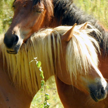 Photographie intitulée "Douce amitié cheval…" par Alain Brasseur, Œuvre d'art originale