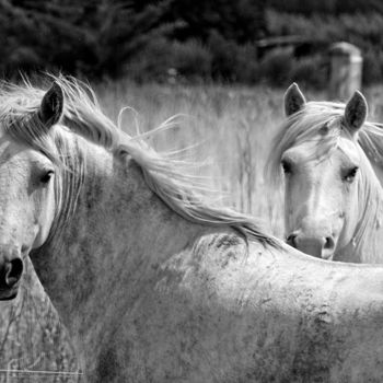 Photography titled "Chevaux" by Alain Brasseur, Original Artwork