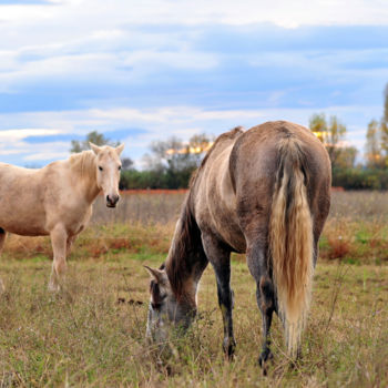 Fotografía titulada "chevaux" por Alain Brasseur, Obra de arte original