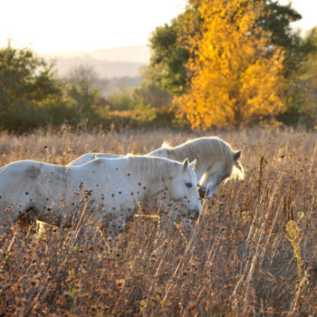 Photography titled "Chevaux" by Alain Brasseur, Original Artwork