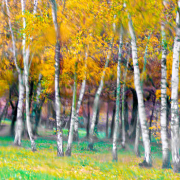 Photographie intitulée "Forêt de bouleaux j…" par Alain Brasseur, Œuvre d'art originale