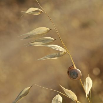 Photography titled "Folle avoine" by Alain Brasseur, Original Artwork