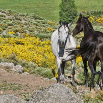 Photographie intitulée "Position chasse mou…" par Alain Brasseur, Œuvre d'art originale