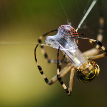 Fotografie getiteld "arachnophobe s'abst…" door Alain Brasseur, Origineel Kunstwerk