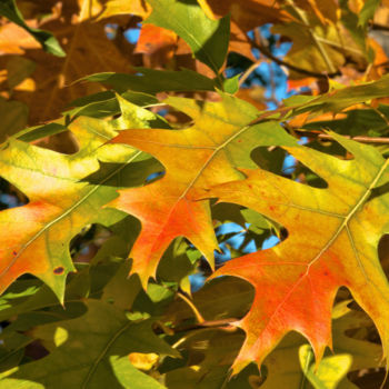 Fotografie getiteld "Eclats d'automne" door Alain Brasseur, Origineel Kunstwerk