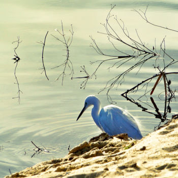 Fotografia intitolato "Aigrette" da Alain Brasseur, Opera d'arte originale