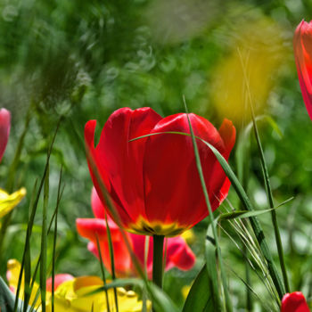 "Tulipes" başlıklı Fotoğraf Alain Brasseur tarafından, Orijinal sanat