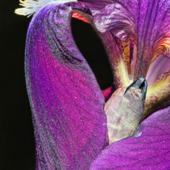 Photographie intitulée "Iris" par Alain Brasseur, Œuvre d'art originale
