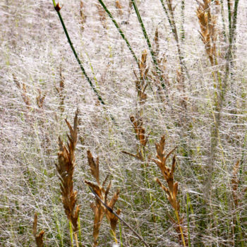 Photographie intitulée "Les herbes délicate…" par Alain Brasseur, Œuvre d'art originale